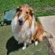 Rough Collie puppies
