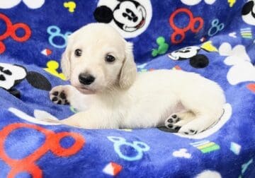 Dachshund Puppies AKC