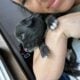 Australian Shepard #9