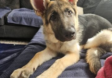 German shepherd 7 mo