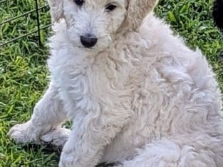 F1B Golden Doodle Puppies