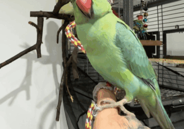 Great active bird