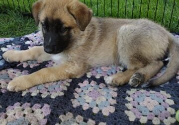German shepherd puppies
