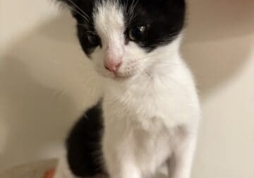 Domestic girl kitten
