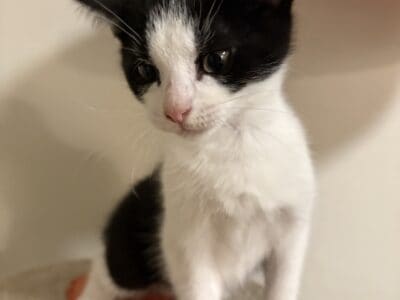 Domestic girl kitten