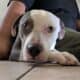 Smokey the pit