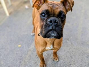 Male boxer