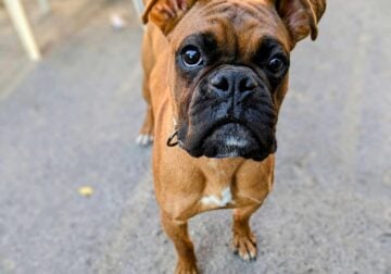 Male boxer