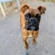 Male boxer