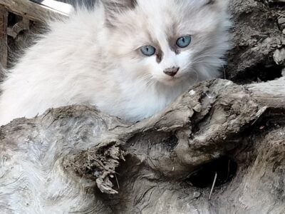 long haired kittens