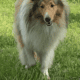 Rough collie puppies
