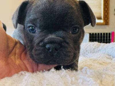 French bulldog puppies