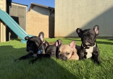 French bulldog puppies