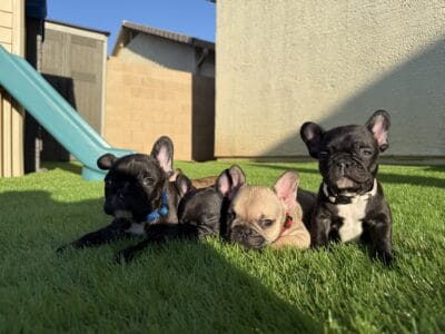 French bulldog puppies