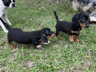Dachshund Chihuahua mix 70/30