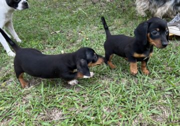 Dachshund Chihuahua mix 70/30