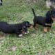Dachshund Chihuahua mix 70/30