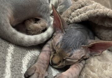 Canadian sphinx no mutations