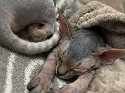Canadian sphinx no mutations