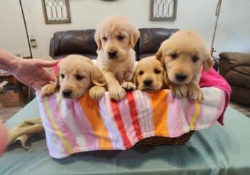 AKC Golden Retriever Puppies