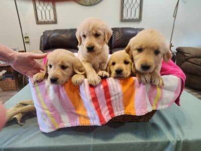AKC Golden Retriever Puppies