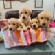 AKC Golden Retriever Puppies