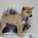 AKC Shiba Inu Curly