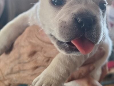 French bulldogs puppies