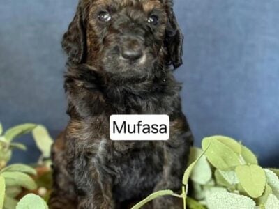 F1b goldendoodle – Mufasa