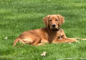 A.K.C. Golden Retriever Puppy for Sale