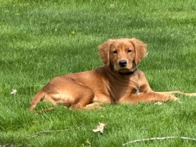 A.K.C. Golden Retriever Puppy for Sale