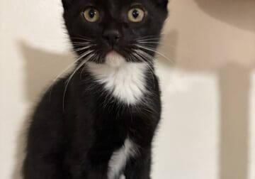 Domestic male kitten