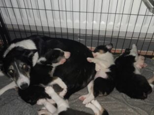 Border Collie pups