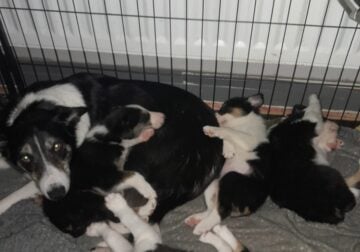 Border Collie pups