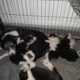 Border Collie pups