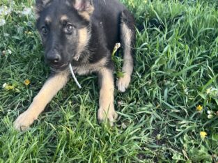 Farm German Shepherd Puppies AKC