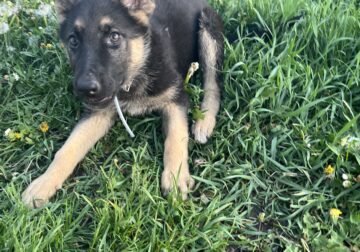 Farm German Shepherd Puppies AKC