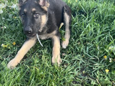 Farm German Shepherd Puppies AKC