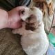 Cavapoo f1b