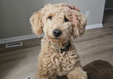 Miniature goldendoodle