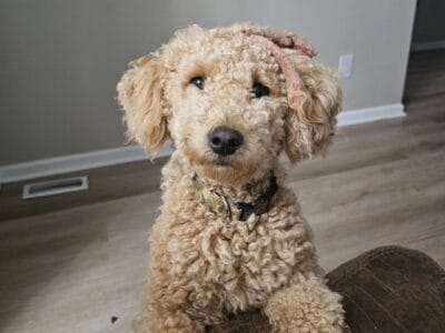 Miniature goldendoodle