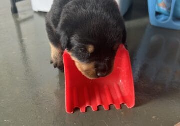 AKC German Rottweiler puppies