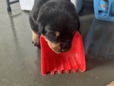 AKC German Rottweiler puppies