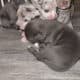 American Bully Puppies for sale