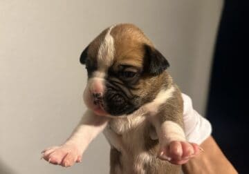 Boxer Puppies