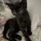 Kittens 9 weeks old