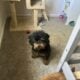 7 month old male miniature poodle