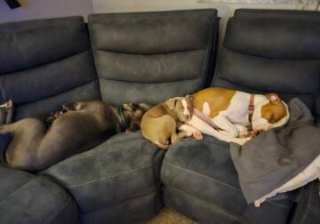 Puppies for sale
