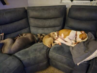 Puppies for sale