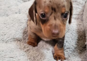 Mini-Dachshund CKC Dax sale pending